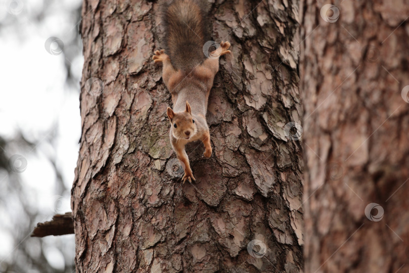 Скачать Фотосессия в лесу фотосток Ozero