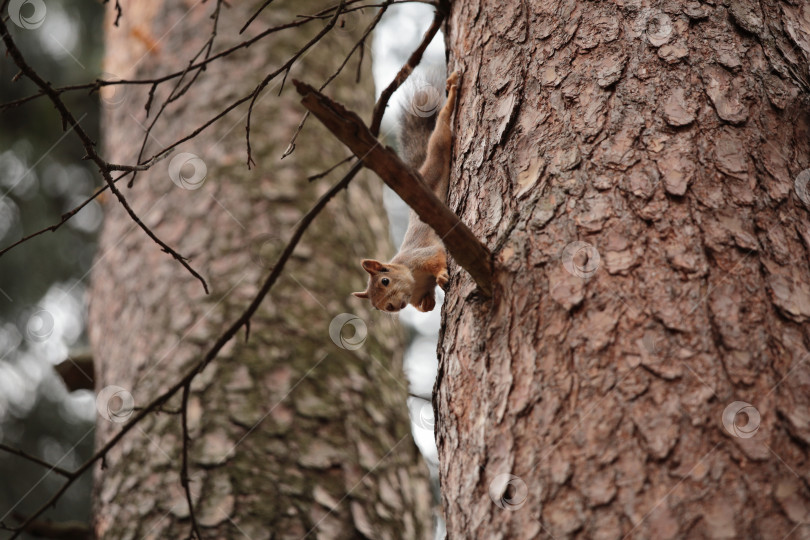 Скачать Фотосессия в лесу фотосток Ozero