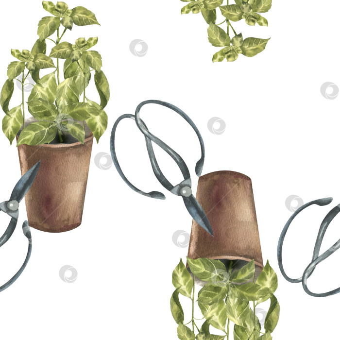 Скачать Свежие стебли базилика в цветочных горшках с акварельным бесшовным рисунком садовыми ножницами. Нарисованный от руки фон для садоводства и деревенской жизни, хобби по озеленению дома, клипарт для кухонного текстиля, упаковки, эко-дизайна. фотосток Ozero