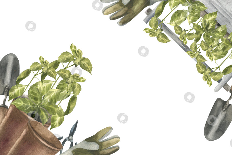 Скачать Садовые травы, зелень и инструменты акварельный шаблон баннера с цветочными горшками, деревянной кадкой, перчатками, лопатой и стеблями базилика. Нарисованная вручную рамка с зелеными пряностями, садовыми инструментами для эко-плаката, открытки фотосток Ozero