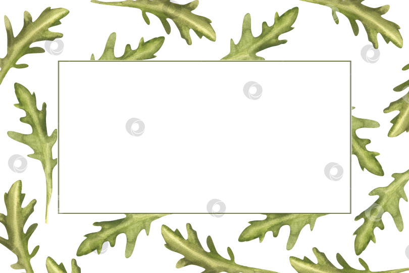 Скачать Акварельный шаблон баннера из органической зелени с иллюстрацией из свежих листьев рукколы. Нарисованная от руки рамка с веганскими продуктами, клипарт из микрозелени для упаковки веганских продуктов, плакат, веб-дизайн фотосток Ozero