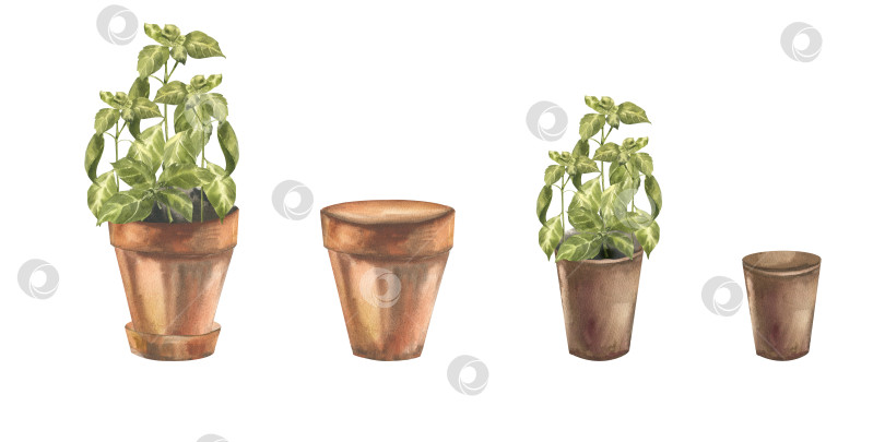 Скачать Зелень базилика в садовых горшочках и коричневых глиняных вазонах с акварельными иллюстрациями. Рисованные от руки клипарты с домашними растениями, рисунки для хобби в садоводстве и органической зелени для наклеек, плакатов, деревенского дизайна для хобби. фотосток Ozero