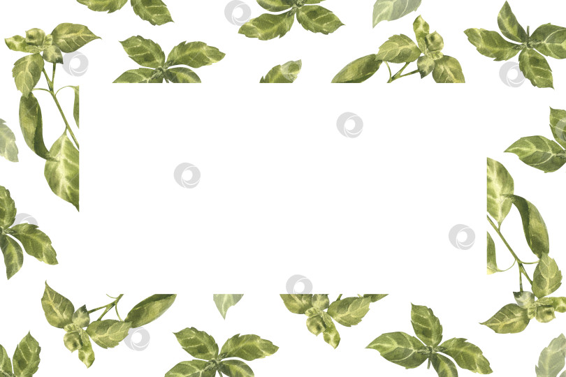 Скачать Акварельный шаблон баннера со свежими травами базилика. Ручная роспись продуктов из органической зелени с добавлением листьев ароматных трав для упаковки веганских продуктов, веб-дизайна, оформления плакатов. Традиционная приправа для итальянской кухни фотосток Ozero