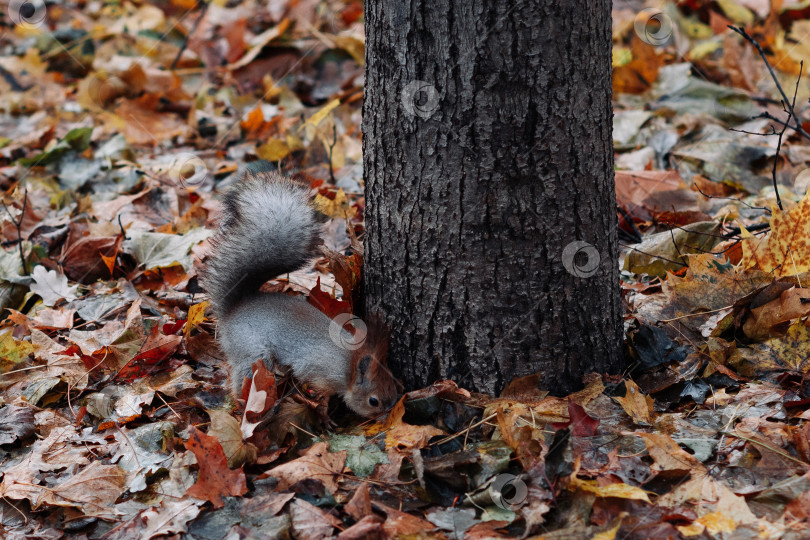 Скачать Белка в лесу фотосток Ozero