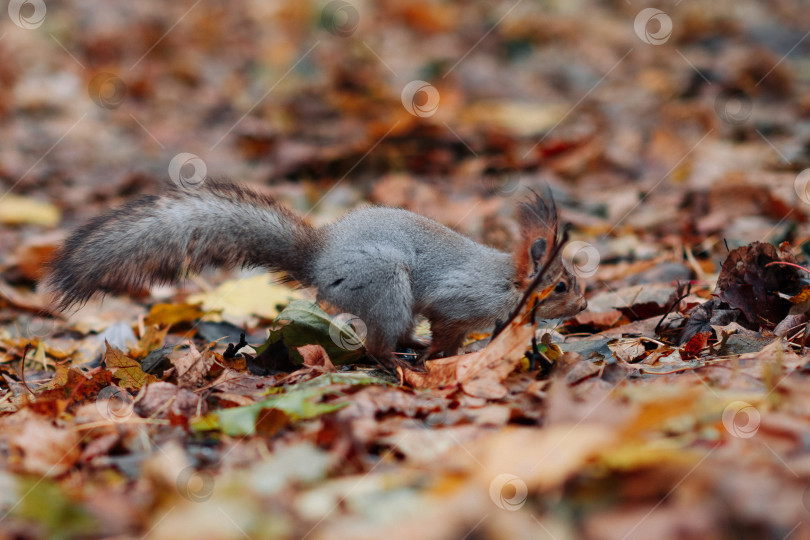 Скачать Белка в лесу фотосток Ozero