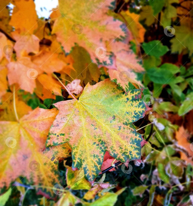 Скачать Осенние кленовые листья фотосток Ozero
