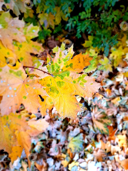 Скачать Осенние кленовые листья, пожелтевшие листья клена крупным планом фотосток Ozero