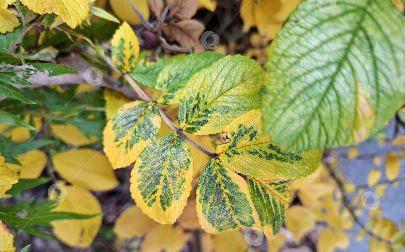 Скачать Осенние листочки кустарников фотосток Ozero