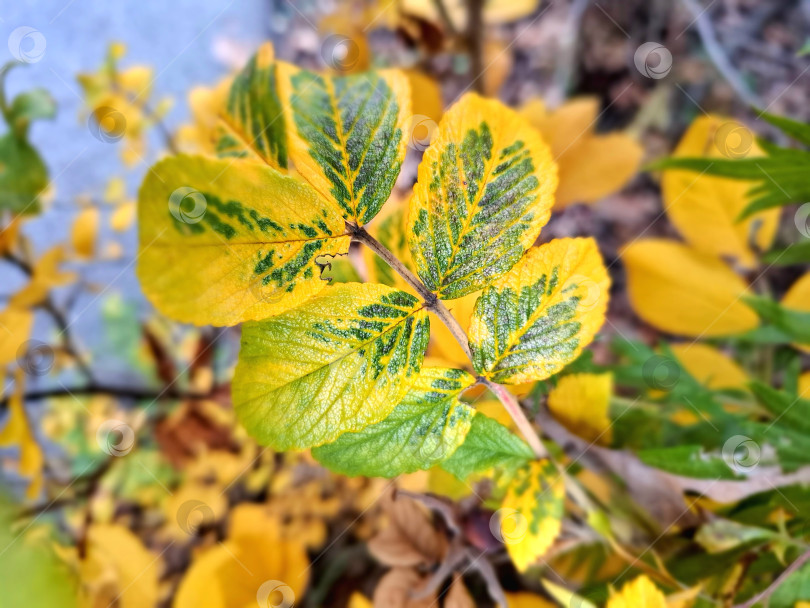 Скачать Осенние листочки кустарников, желто-зеленые листочки фотосток Ozero
