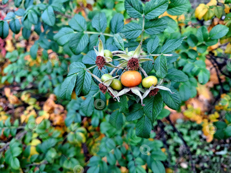 Скачать Несозревшие плоды шиповника крупным планом фотосток Ozero