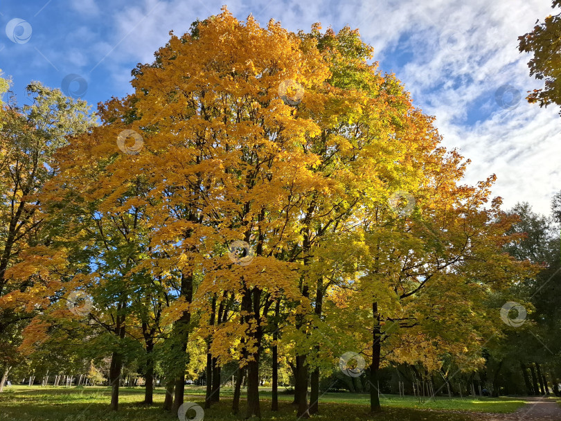 Скачать Высокие деревья с пожелтевшими листьями на фоне голубого неба. Осенний пейзаж. фотосток Ozero