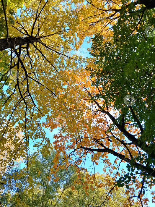 Скачать Осенние листья деревьев на фоне голубого неба фотосток Ozero