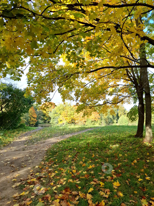 Скачать Осенний парк, клены с пожелтевшими листьями, желтые кленовые листья на зеленой траве фотосток Ozero