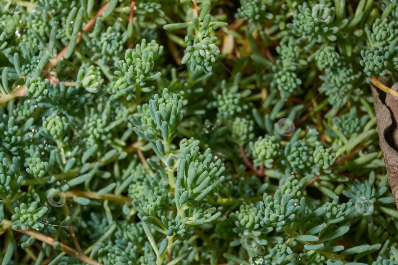 Скачать Крупный план зеленого сочного растения очиток (лат. Sedum). фотосток Ozero