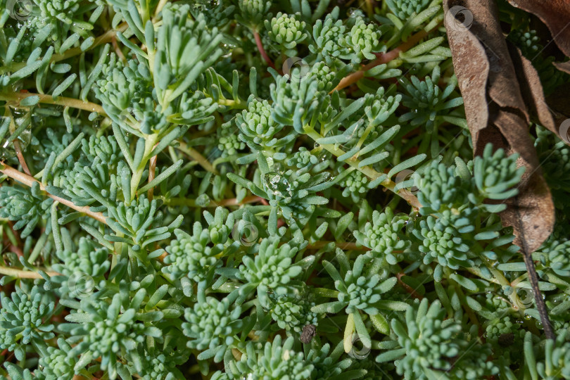 Скачать Крупный план зеленого сочного растения очиток (лат. Sedum). фотосток Ozero