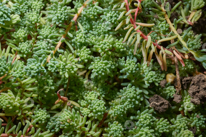 Скачать Крупный план зеленого сочного растения очиток (лат. Sedum). фотосток Ozero