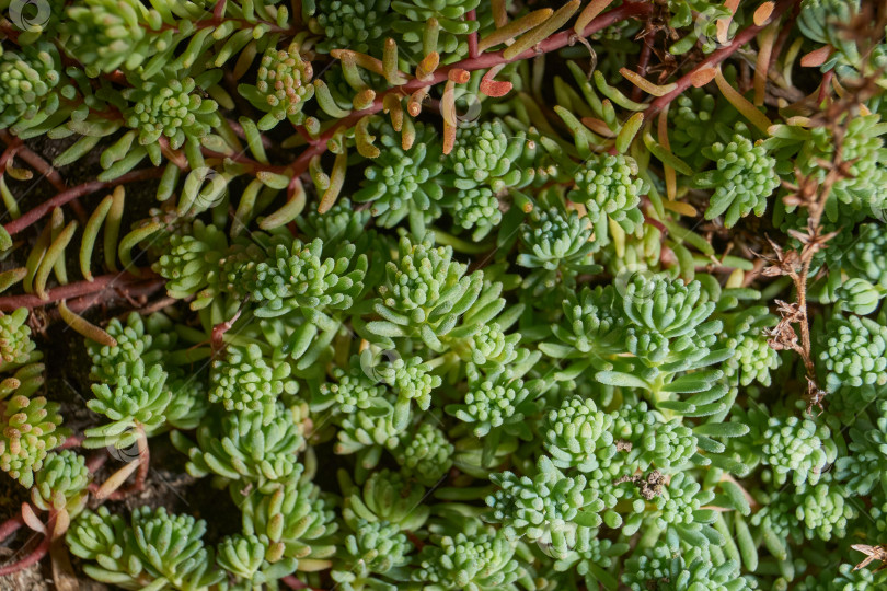 Скачать Крупный план зеленого сочного растения очиток (лат. Sedum). фотосток Ozero