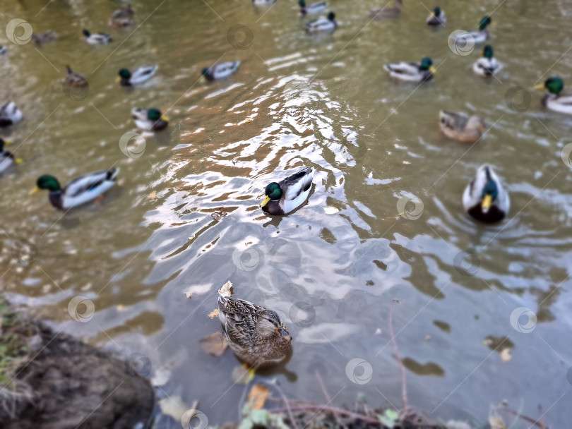 Скачать Уточки в пруду городского парка фотосток Ozero