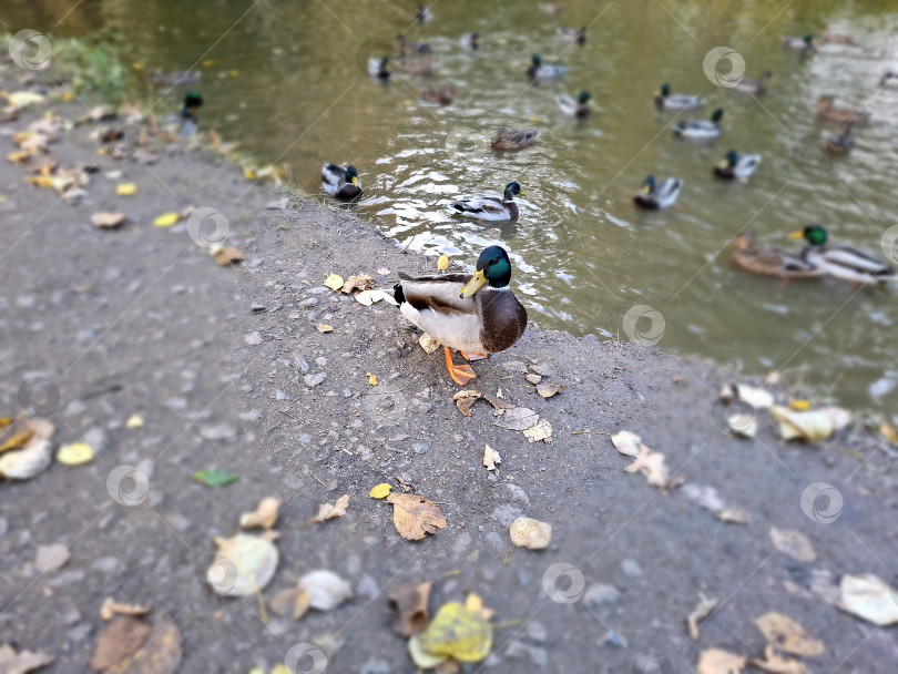 Скачать Уточки в пруду городского осеннего парка фотосток Ozero