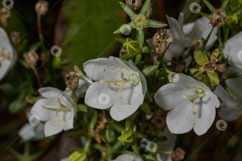 Скачать Колокольчик (лат. Campanula) цветет в саду. фотосток Ozero