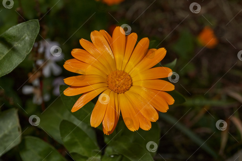 Скачать Календула цветет на лужайке в саду. фотосток Ozero