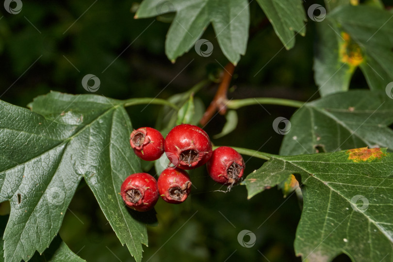 Скачать Крупный план плодов боярышника среди зеленой листвы. фотосток Ozero