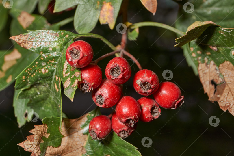 Скачать Крупный план плодов боярышника среди зеленой листвы. фотосток Ozero