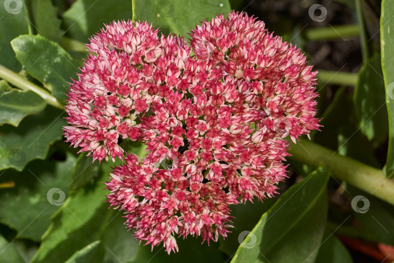 Скачать Очиток видный цветет в саду, крупный план соцветия. фотосток Ozero