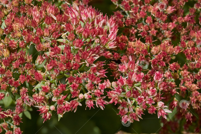 Скачать Очиток видный цветет в саду, крупный план соцветия. фотосток Ozero
