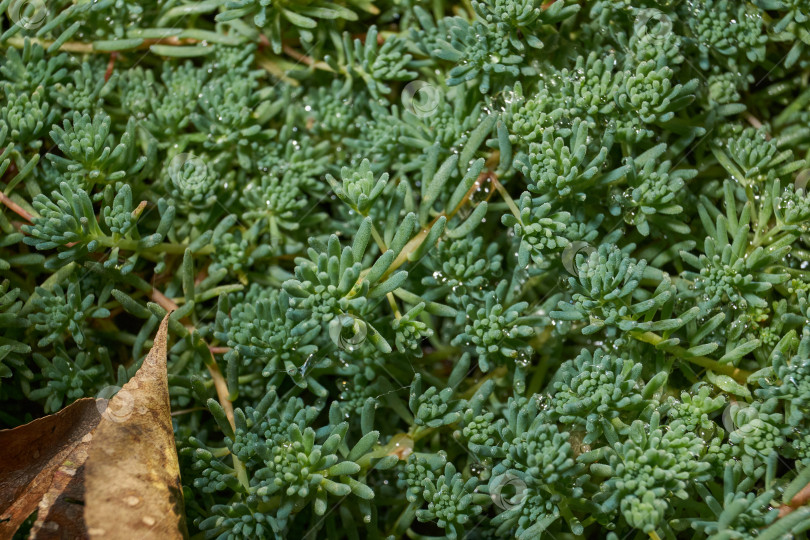 Скачать Крупный план зеленого сочного растения очиток (лат. Sedum). фотосток Ozero