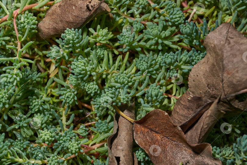 Скачать Крупный план зеленого сочного растения очиток (лат. Sedum). фотосток Ozero