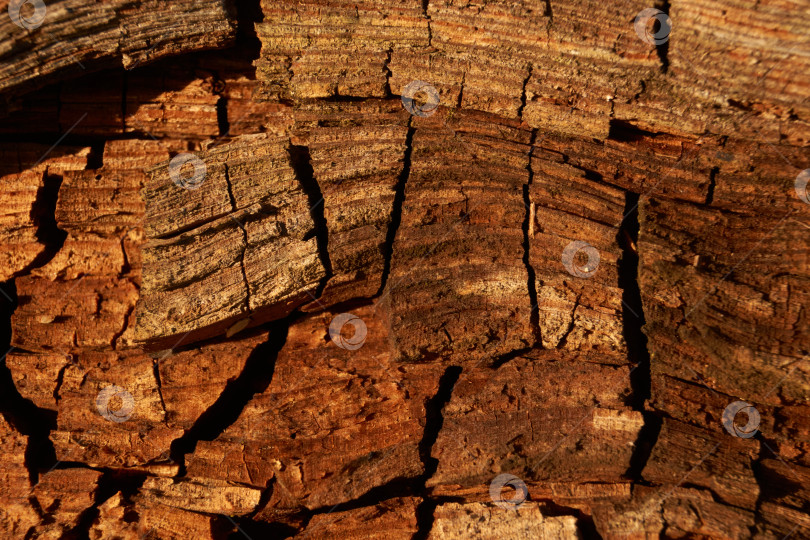 Скачать Макросъемка структуры древесины с видимыми трещинами и наслоениями. фотосток Ozero