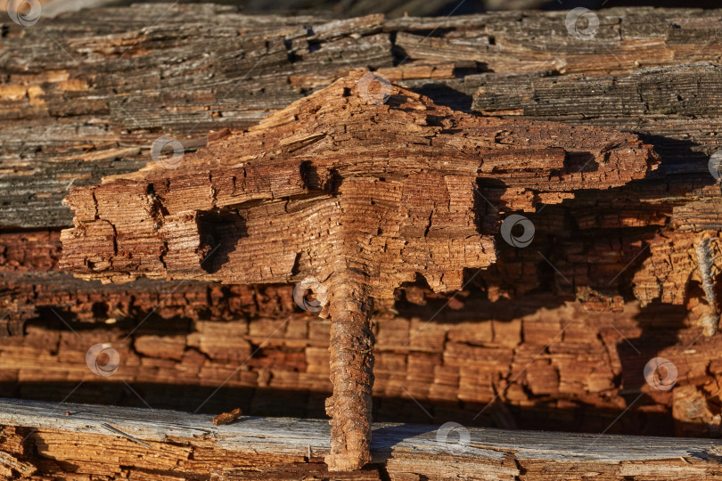 Скачать Старое дерево на стыке ветки и ствола. фотосток Ozero