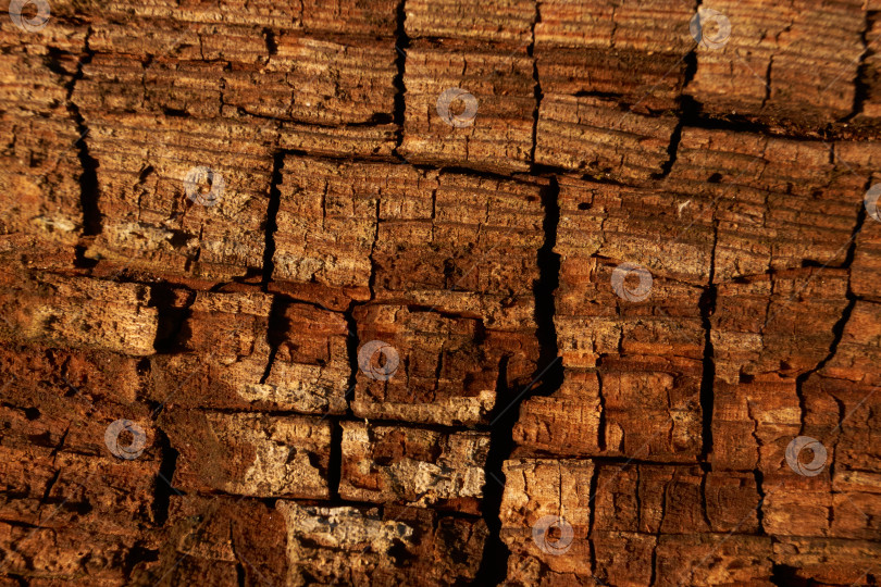 Скачать Макросъемка структуры древесины с видимыми трещинами и наслоениями. фотосток Ozero