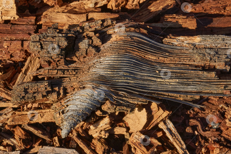 Скачать Старое дерево на стыке ветки и ствола. фотосток Ozero