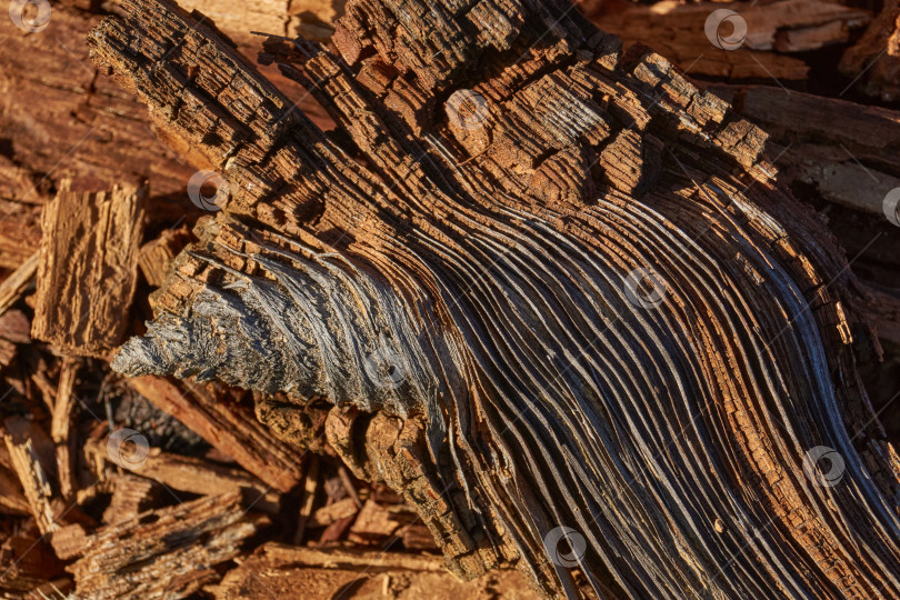 Скачать Старое дерево на стыке ветки и ствола. фотосток Ozero