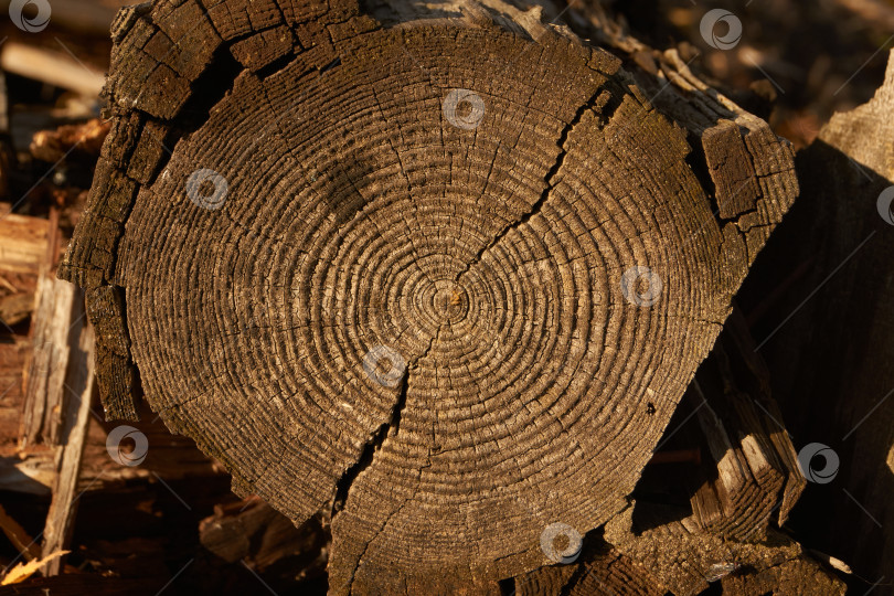 Скачать Макросъемка структуры древесины с видимыми трещинами и наслоениями. фотосток Ozero