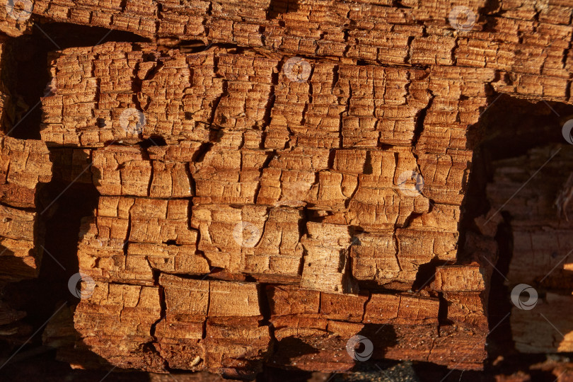 Скачать Старое дерево на стыке ветки и ствола. фотосток Ozero