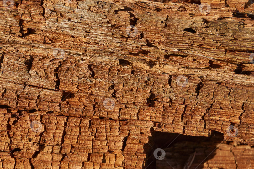 Скачать Старое дерево на стыке ветки и ствола. фотосток Ozero
