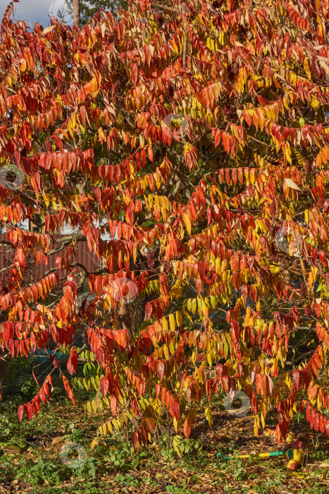 Скачать Куст сумаха с яркими осенними листьями. Осенние краски на листьях сумаха. фотосток Ozero