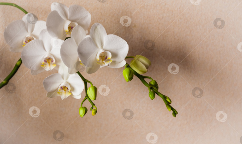 Скачать Цветок орхидеи на светлом фоне, крупный план, баннер, пространство для копирования фотосток Ozero