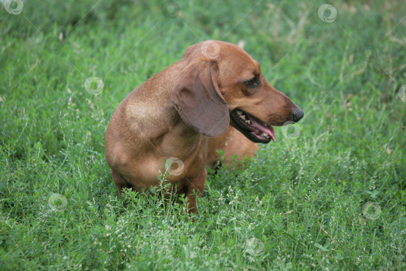 Скачать Портрет коричневой таксы на зеленой траве, крупный план, естественное освещение фотосток Ozero
