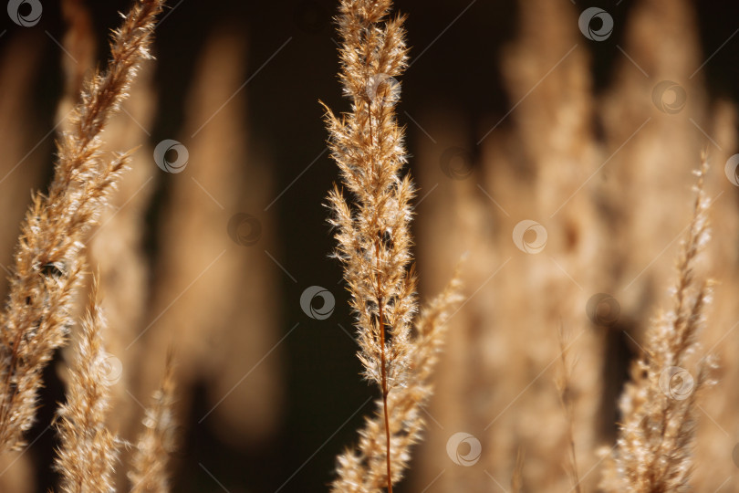 Скачать Коричневый травянистый абстрактный фон из веточек сорняков. фотосток Ozero