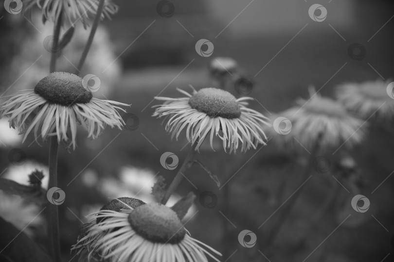 Скачать девясил прямостоящий цветок фотосток Ozero