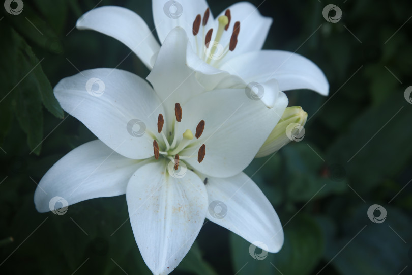 Скачать Цветки лилии белой фотосток Ozero