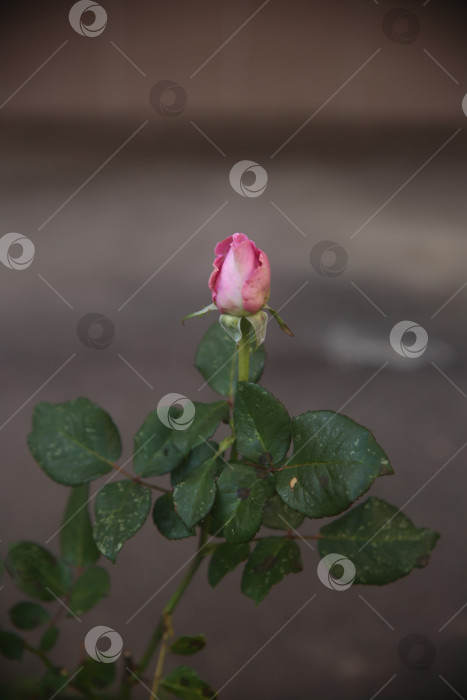 Скачать Красивая роза в парке фотосток Ozero