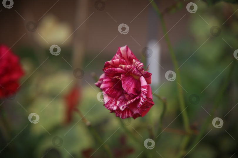 Скачать Бутон розы розовой в парке фотосток Ozero