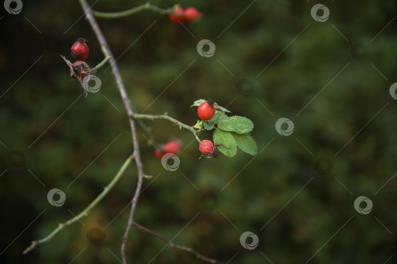 Скачать Растение плодов шиповника фотосток Ozero