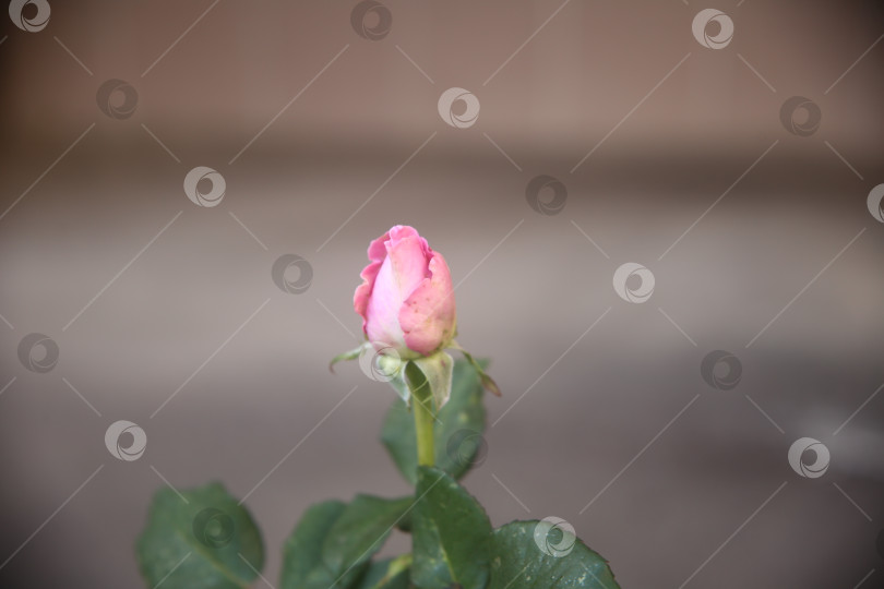 Скачать Розовые красивая роза фотосток Ozero