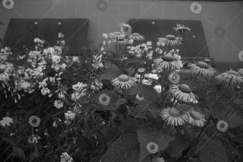 Скачать Цветы девясила на кусте фотосток Ozero